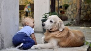 8 Highly Aggressive Dog Breeds That Should Never Be Left Alone With Children