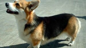 These 7 Dog Breeds Are Prone to Excessive Drooling (And 7 That Are Surprisingly Neat)