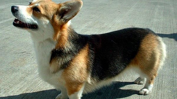 These 7 Dog Breeds Are Prone to Excessive Drooling (And 7 That Are Surprisingly Neat)