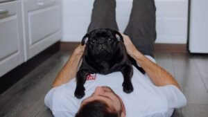 10 Clear Signs Your Pug Is Happy In Their Life