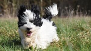 Why A Havanese Make the Ultimate Dog Companion for Retirees