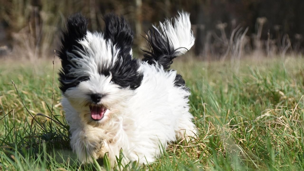 Why A Havanese Make the Ultimate Dog Companion for Retirees