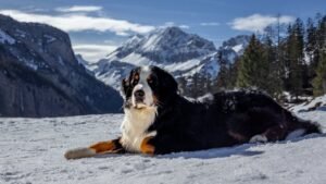 6 Dog Breeds That Are Prone to Resource Guarding (And 6 That Happily Share)