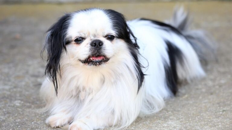 10 Gentlest Small Dog Breeds For Seniors Wanting a Quiet Life