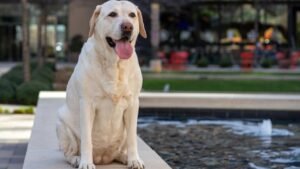 10 Large Dog Breeds That Make Perfect Companions For People Above 60