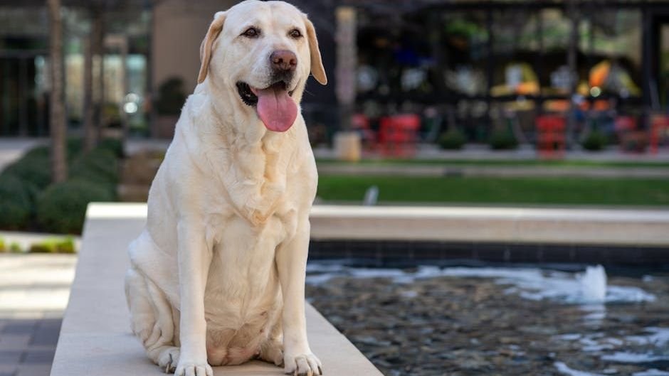 10 Large Dog Breeds That Make Perfect Companions For People Above 60