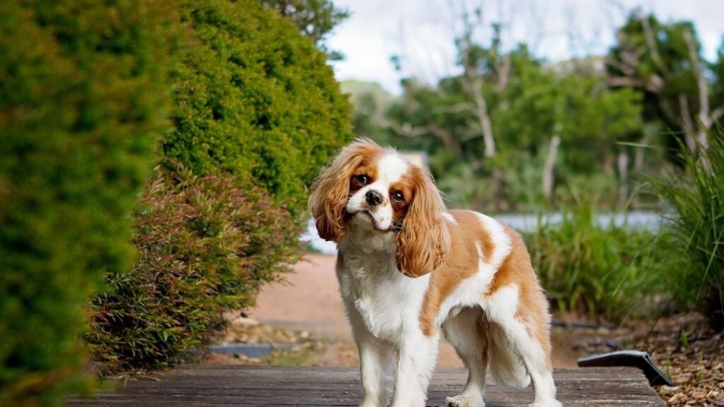 8 Dog Breeds That Are Prone to Destructive Chewing (And 8 That Are Surprisingly Gentle with Furniture)
