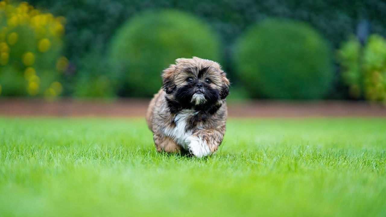 8 Most Compatible Small Dog Breeds For Zodiac Sign Taurus