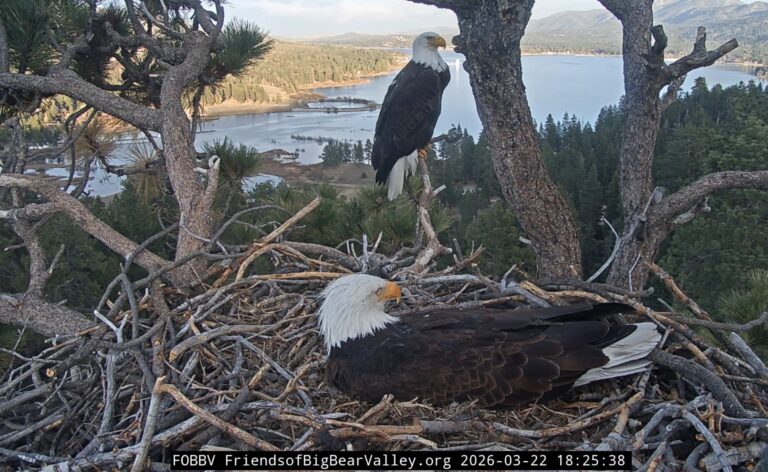 Big Bear Lake — $1.6 Million Milestone Reached Protect Jackie and Shadow’s Home