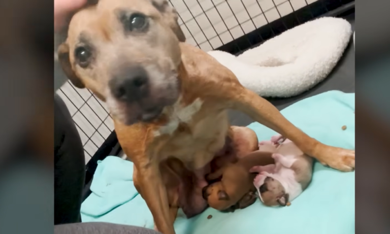 Abandoned Mama Dog Dumped At The Shelter Walks Herself Into A Better Life