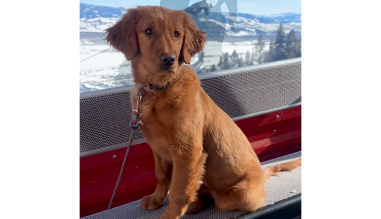 This Dog Could Someday Save Your Life Some Day