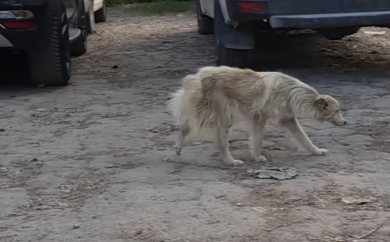 Man Rescues Tiny Dog Beaten Up And Hiding beneath a Car