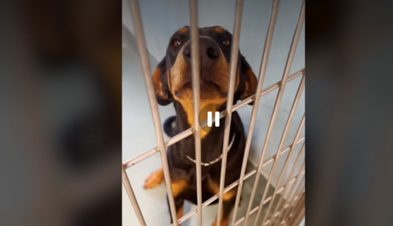 Stray Dog Begging For Love Gets Rescued By Family of Lookalikes