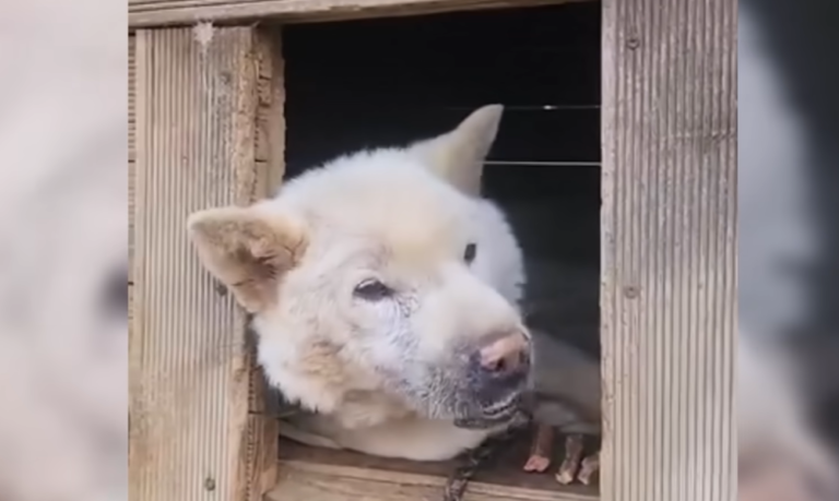 Chained And Caged For 15 years, Senior Dog Cries When He is Rescued and Hugged