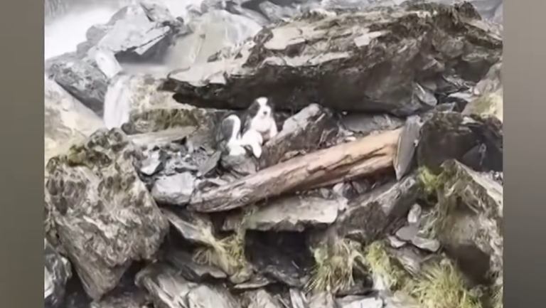 Volunteers Funds Helicopter To Rescue Hiker’s Dog Lost for a Week in The Wilderness
