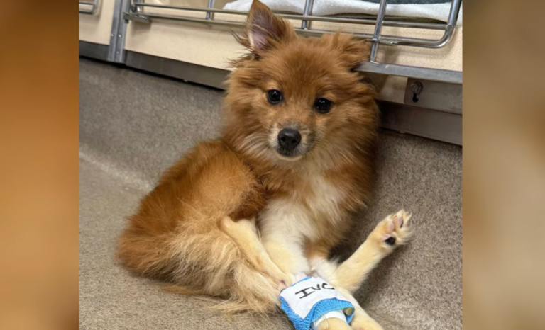 Starving And Abandoned Puppy is Rescued from Roadside Crate in New Jersey