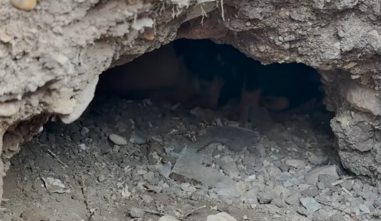 Stray Dog Mom Asks Humans To Help Her Puppies Trapped Underground in Construction Site
