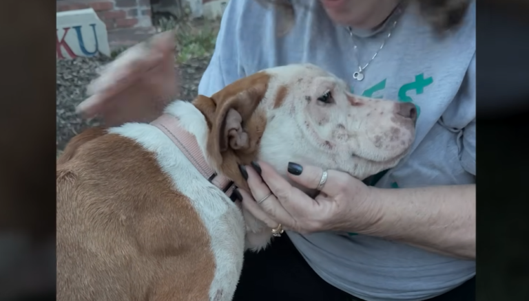Rescued Pittie Covered in Scars Has The Sweetest Smile