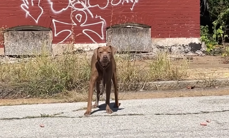 Shy Stray Lumi’s Chilling Street Life Ends in Rescue Triumph Thanks to Weeks of Dedication