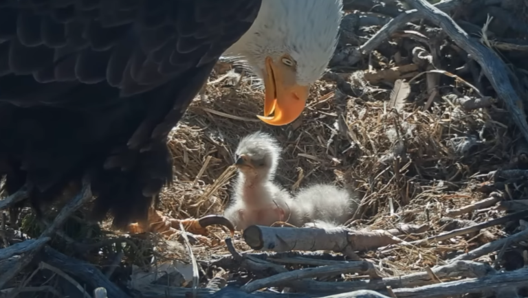 Big Bear Valley – Eagle Couple Jackie and Shadow Welcome New Chicks Amid Desperate Habitat Defense