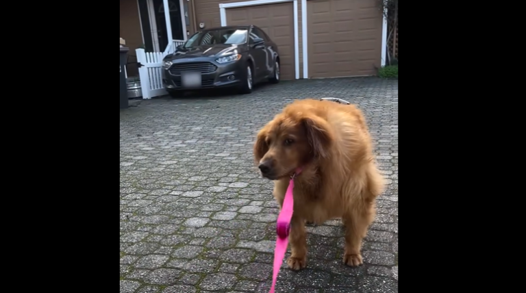 Obese Golden Retriever’s Turnaround to Doing Zoomies Now