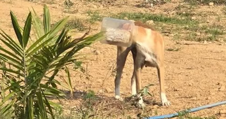 Mama Dog Trapped Four days in Bucket is Rescued and Reunited With Puppies