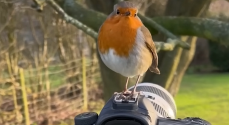 Wild Robin Forges Lifelong Bond with English Gardener, Reshaping His World
