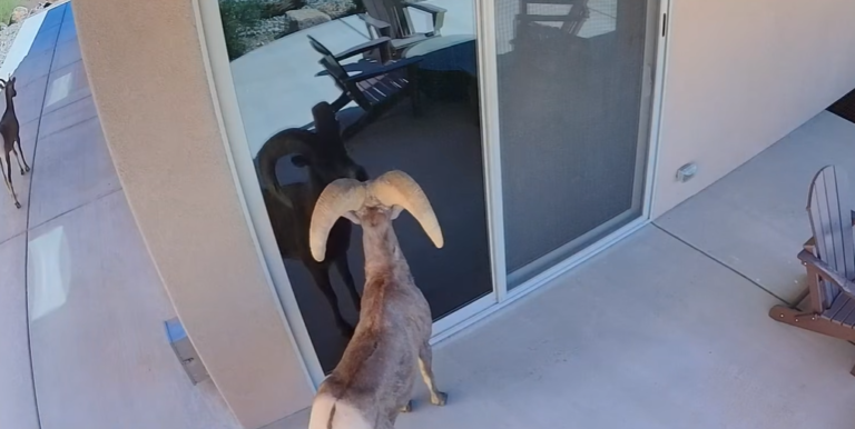 Bighorn Sheep Rams Glass Door After Seeing Reflection