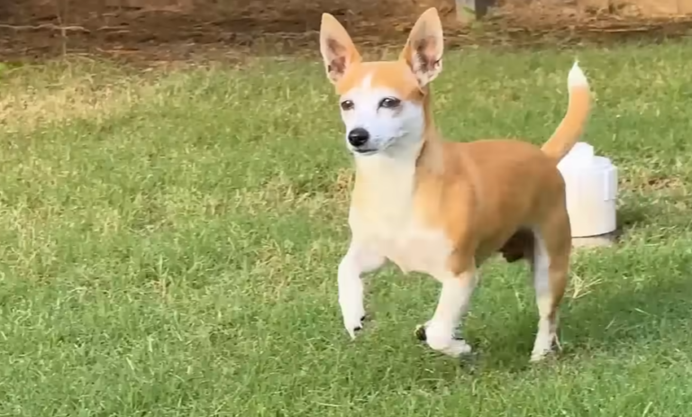 Neighbor Dog Ditches Neglect for Love Next Door: Bella’s Bold Choice Steals Hearts