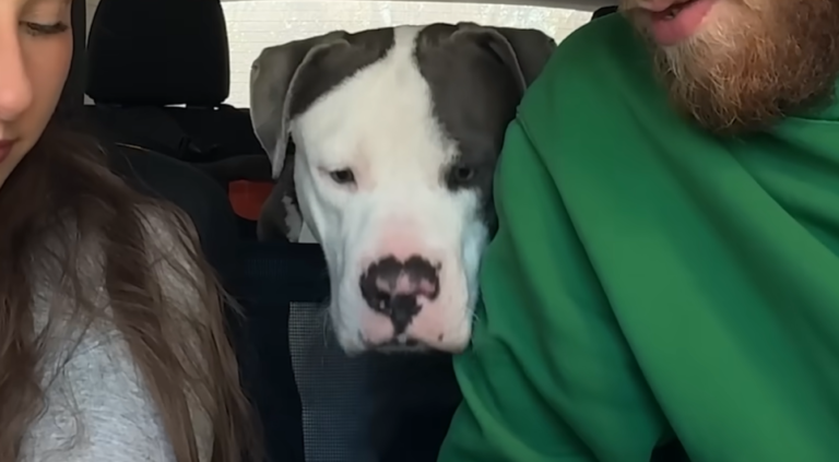 Three Legged Pittie Falls Crazy in Love With His New Family