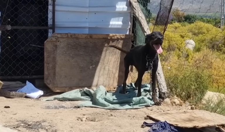 Starving Dog Chained to Fence Greets Rescuers with Pure Joy and Love