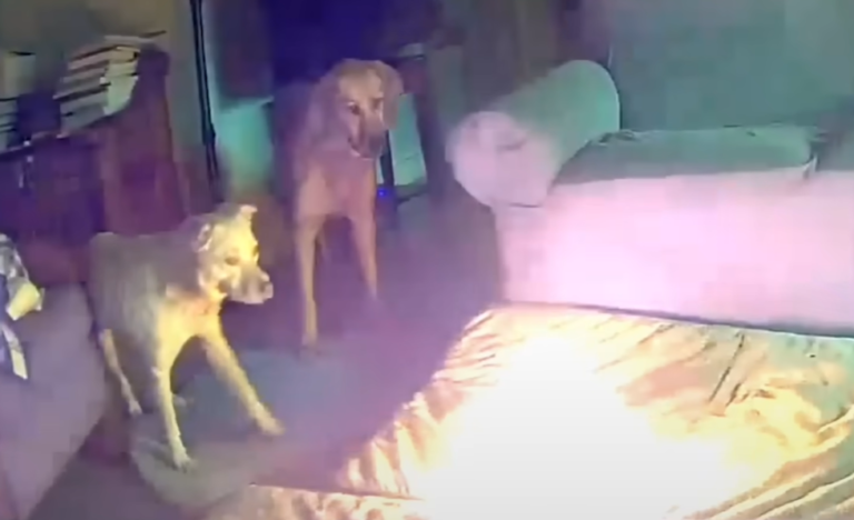 Tulsa Dog Accidentally Starts House Fire with a Chew While Owners Aren’t Home
