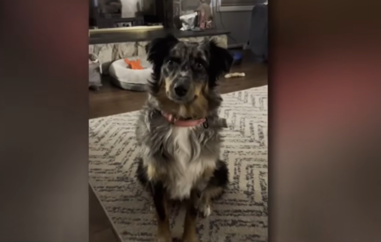 Missing dog shot by delivery driver in Livonia On Easter Sunday found alive