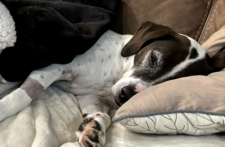 Lethargic dog with no appetite found with several socks, fabric and tote bag pieces in his stomach