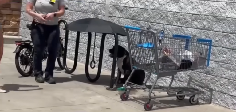 Dog Fight Between Chihuahua and Terrier Mix Injures Five in Palm Harbor Walmart