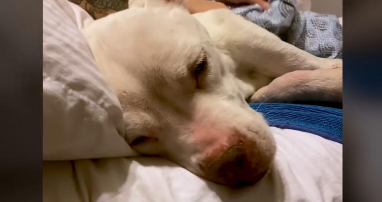 Skinny Pit Bull Clings to Tattered Toy in Desperate Street Survival, Emerges as Ultimate Stuffie Collector