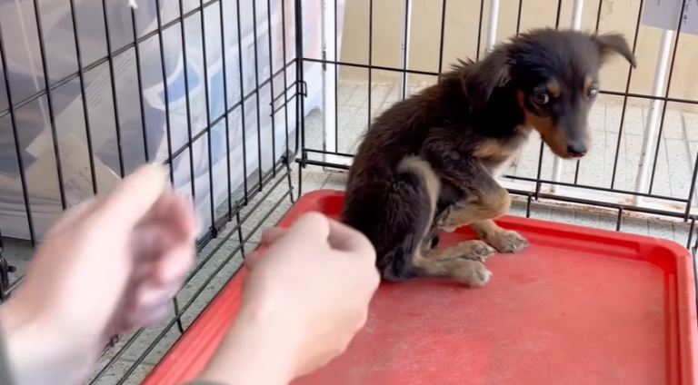 Terrified and Abandoned, Puppy Learns To Trust Humans