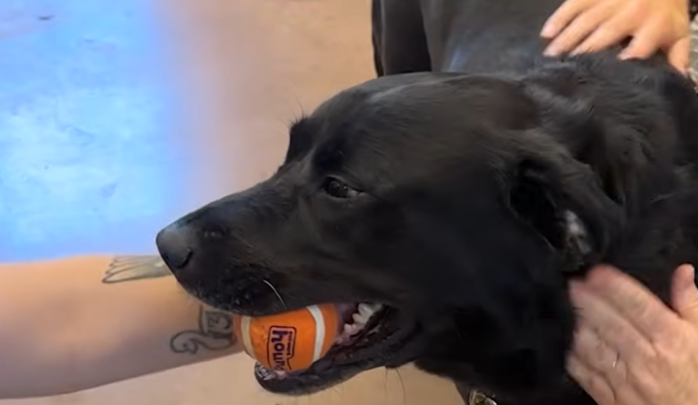 Senior Dog Waits For Months At Shelter To Get Adopted Until Mom Comes Along