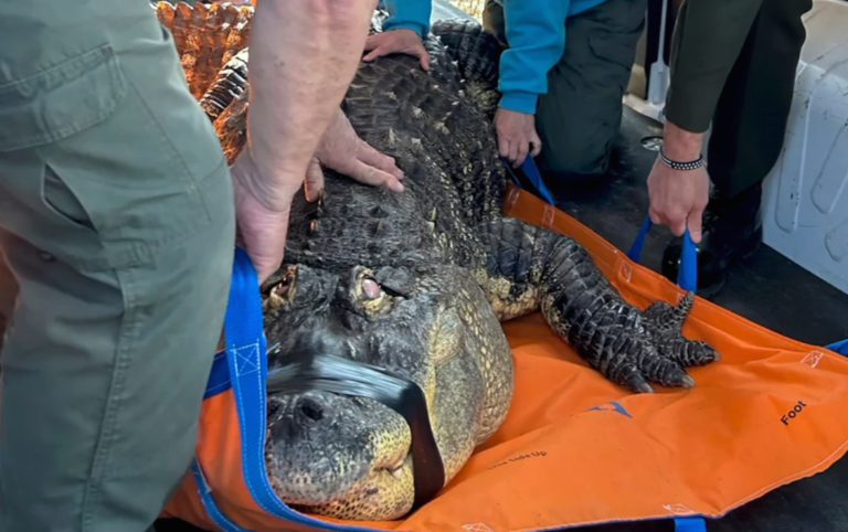 Buffalo-Area Man Ends Two-Year Legal Battle Over Seized Pet Alligator
