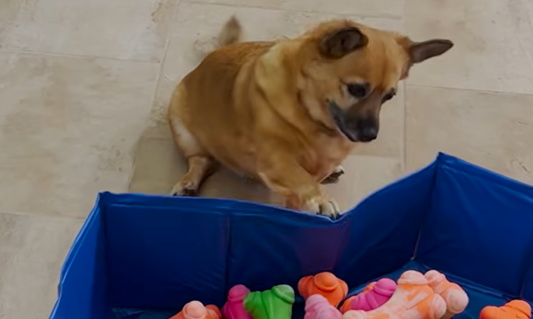 Diva Dachshund Doris Demands a New Toy From Mom Everyday