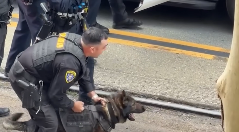 Insane Moment San Diego K-9 Takes Down Cane-Wielding Suspect After Parking Lot Assault