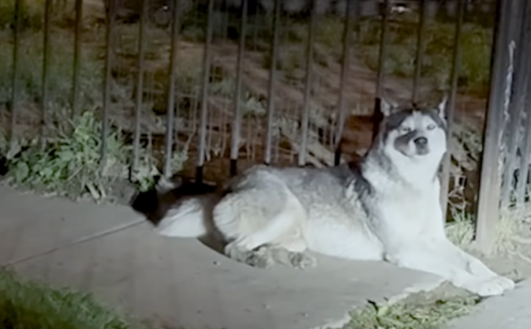 Neighborhood Rescues Husky After ICE Took His Family