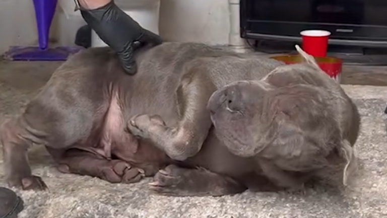 Affectionate Shar Pei Abandoned in Freezing Garbage Dump Embraces New Life of Warmth