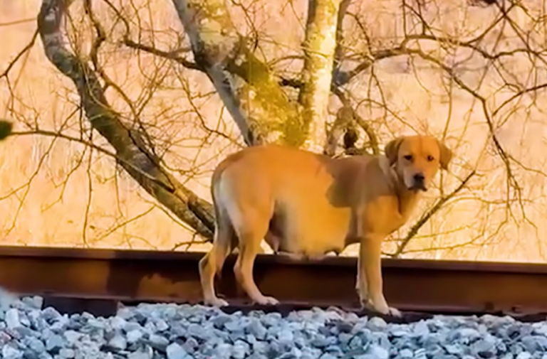 North Georgia Woman Vows to Save Every Dumped Dog in Dade County