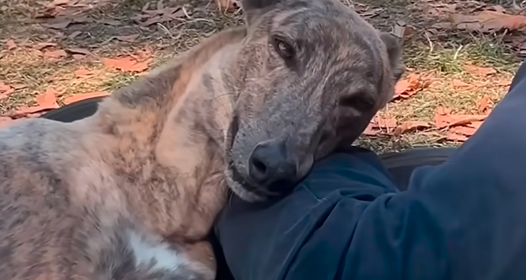 Paralyzed Racing Greyhound Defies Odds, Takes First Steps in Miraculous Recovery