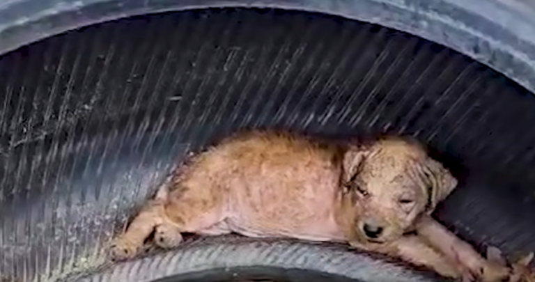 Texas Puppy’s Joyful Tail Wags Erase Memory of Scorching Tire Ordeal
