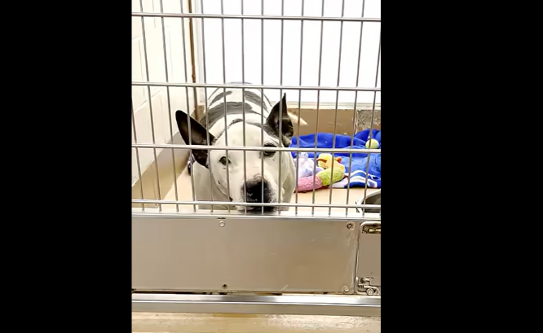 Senior Pit Bull Who Spent 600 Days in a Shelter is Now a Pampered Boy