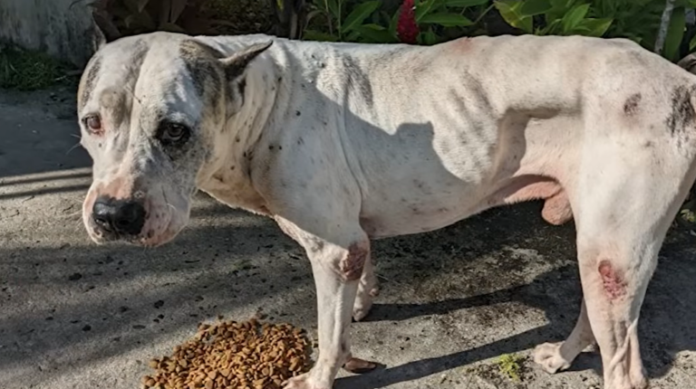 Pittie Who Had Only A coconut To Play With is Taken On a Toy Shopping Spree