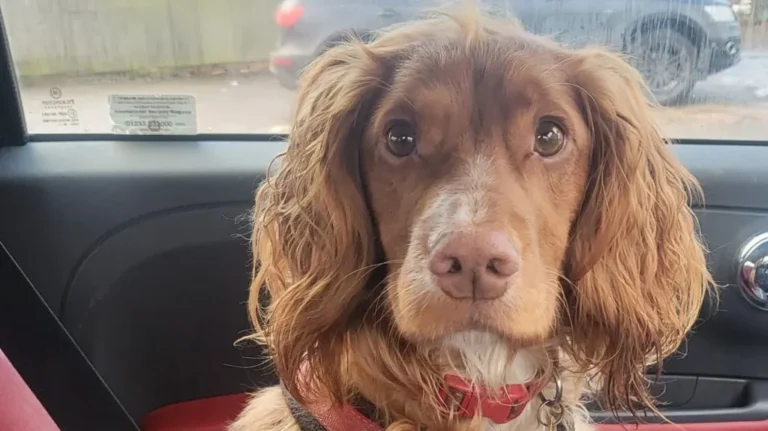 Spaniel Sniffs Out Early Breast Cancer in Owner