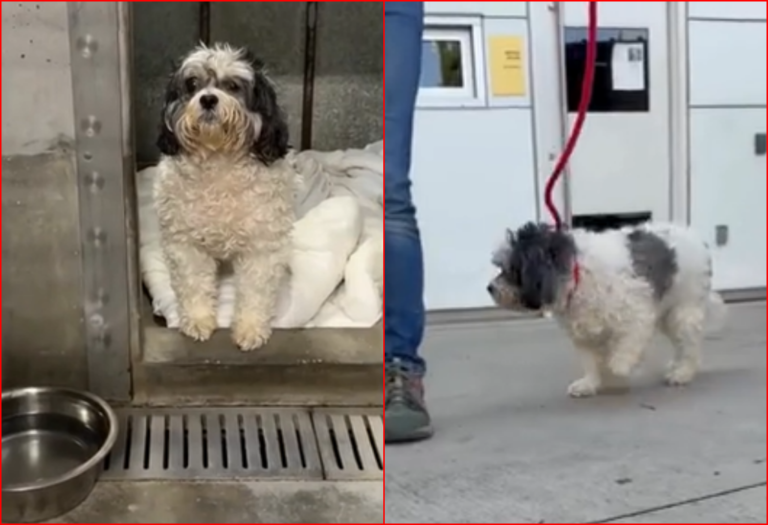 Blind 13-Year-Old Yorkiepoo Confused After Family Surrenders Him To A Shelter